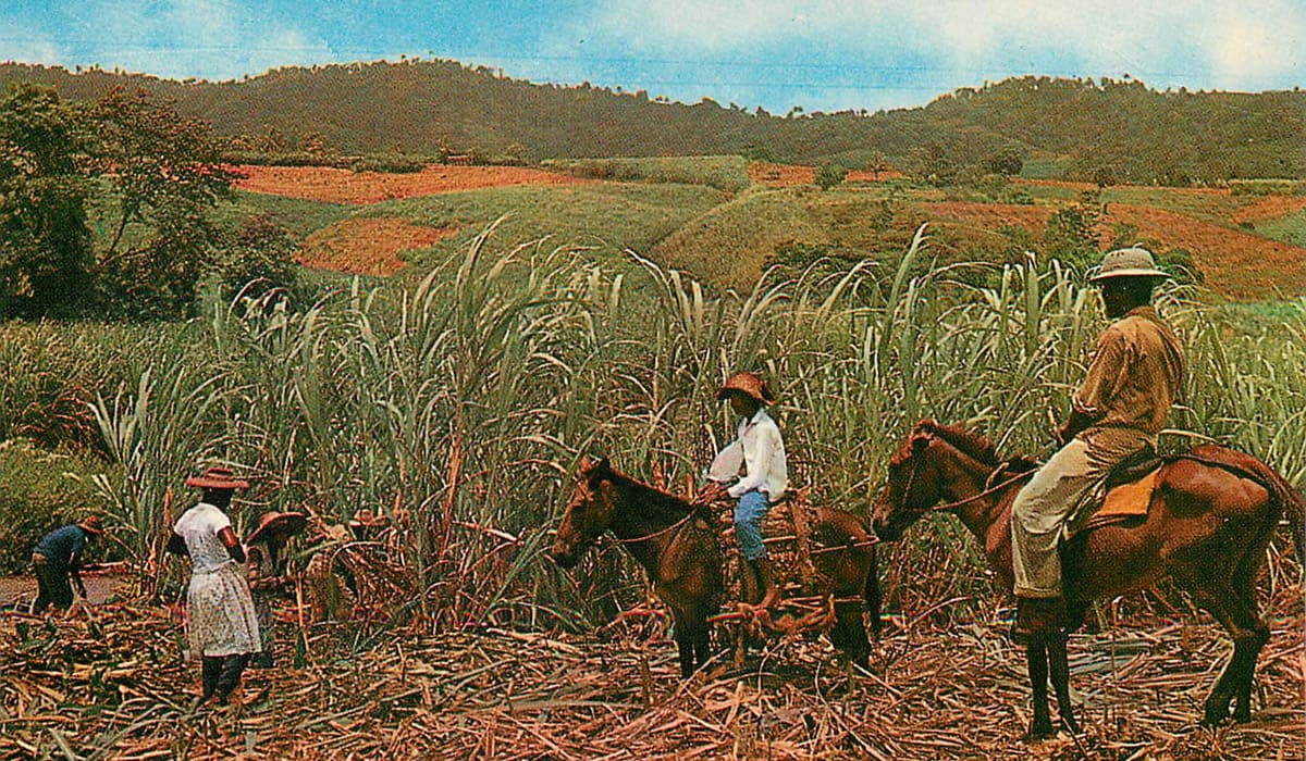 Farm workers working in a sugar cane plantation
