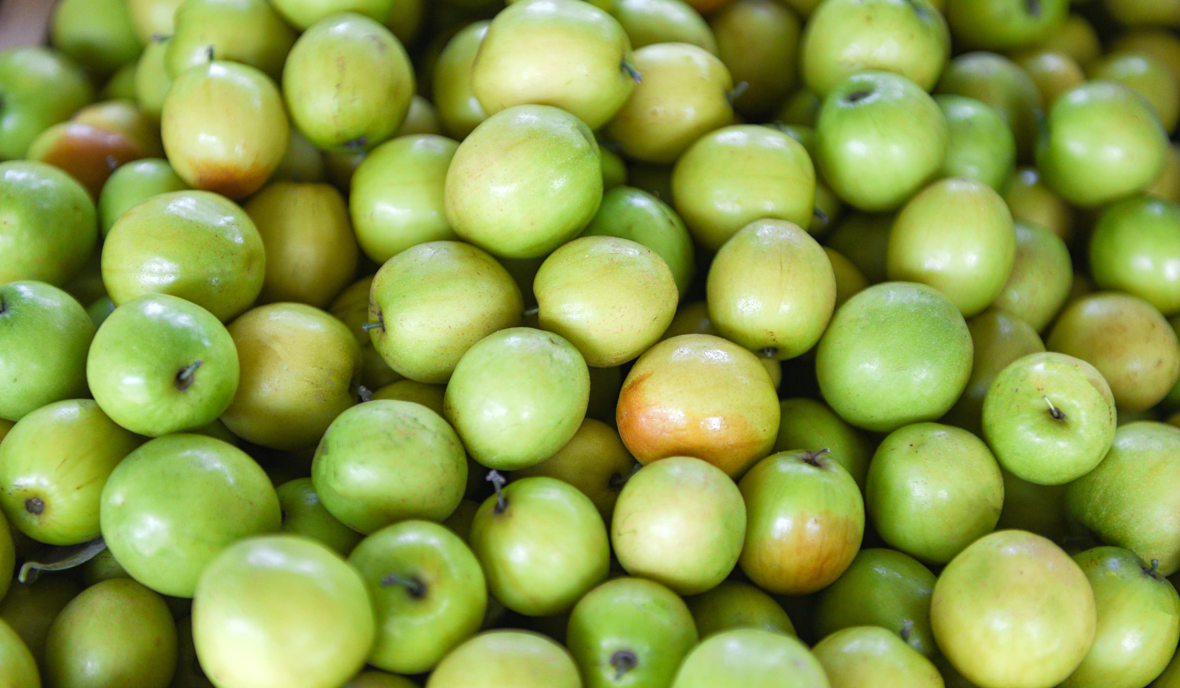 Green Indian jujubes