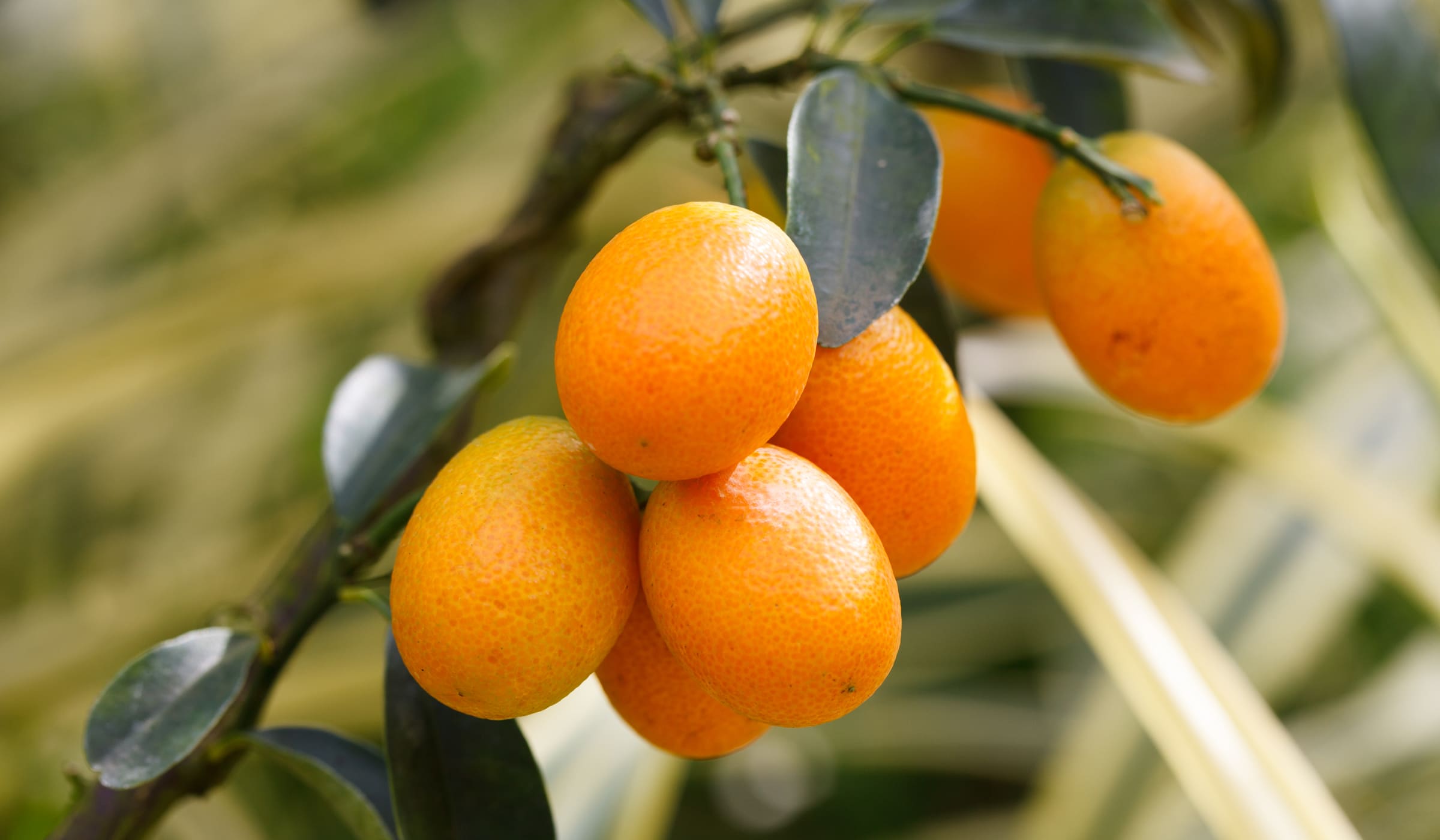 Kumquats in a tree