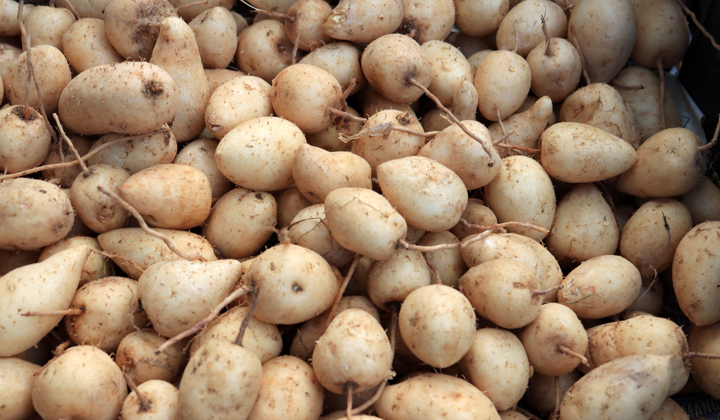 Guinea arrowroots for sale at the Fort-de-France market