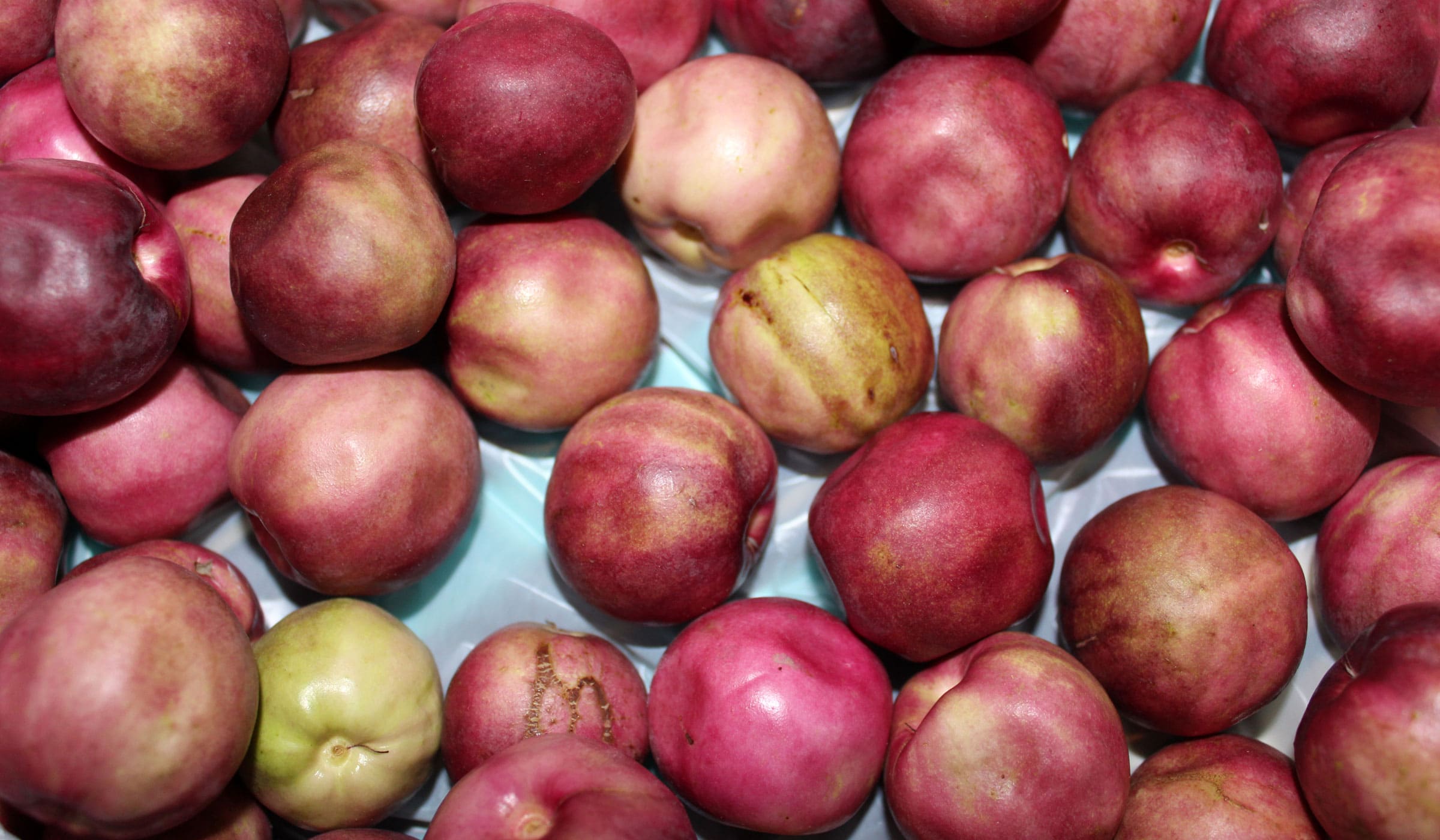 Pink coco plums