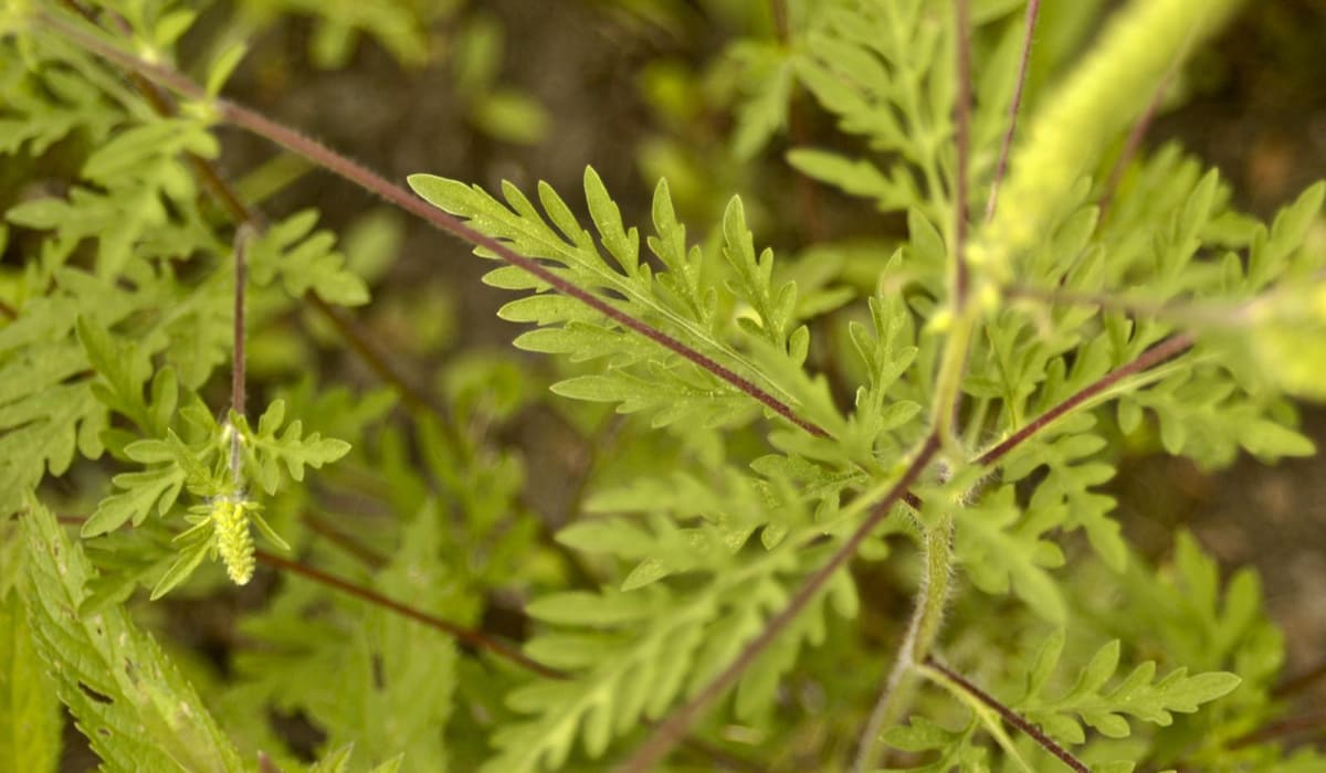 Peruvian ragweed (Ambrosia peruviana)
