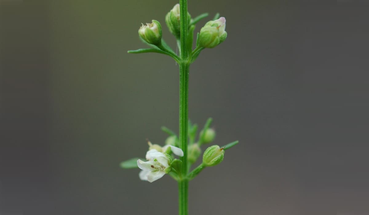 Licorice weed (Scoparia dulcis)
