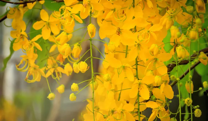 Cassia fistula