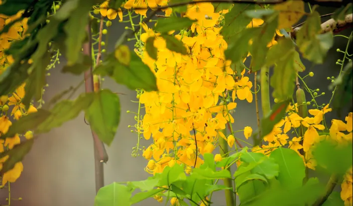 Cassia fistula