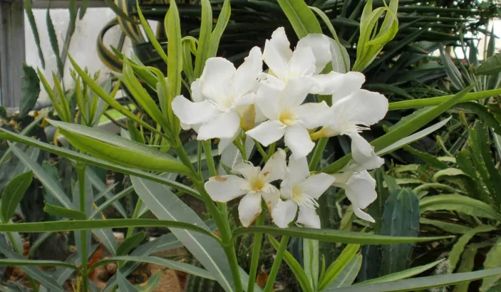 Laurier rose blanc