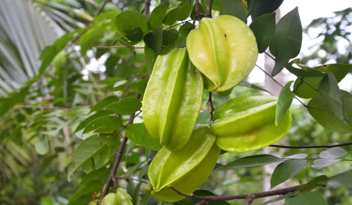 Star fruits in a tree