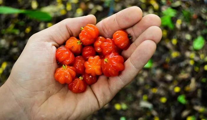 Cerises de Cayenne dans une main