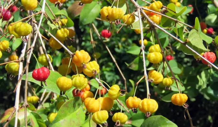 Cerises de Cayenne