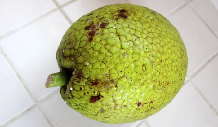 Fruit à pain