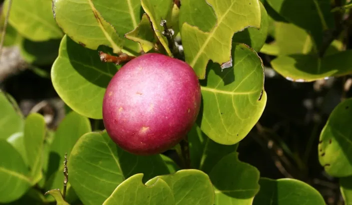 Branch of coco plums