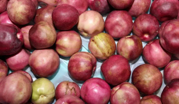 Pink coco plums