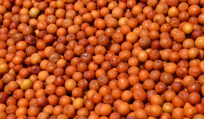 Ripe Indian jujube