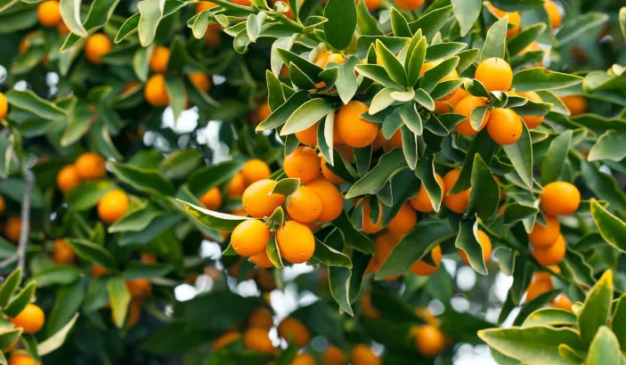 Tree bearing kumquats