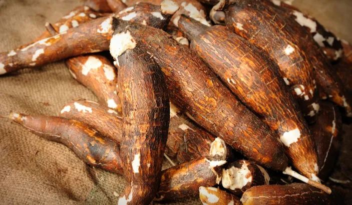 Manioc fraîchement cueilli