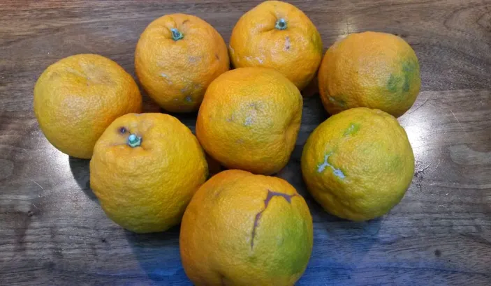 Yellow sour oranges on a table