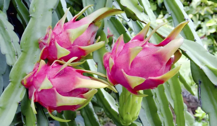 Plants de pitayas ou fruits du dragon