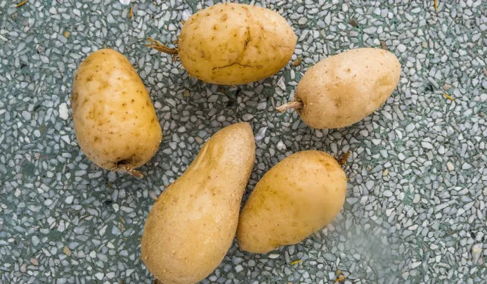 Guinea arrowroots