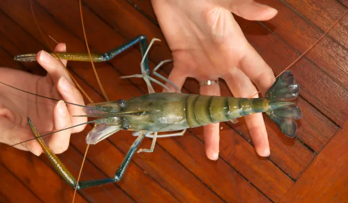 Cribiche in a person's hands