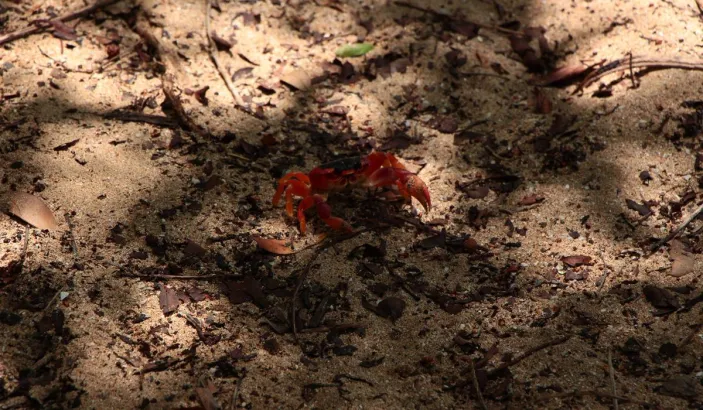 Crabe à l'Anse Meunier