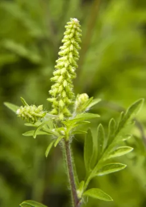 Peruvian ragweed (Ambrosia peruviana)
