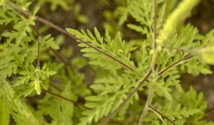 Peruvian ragweed (Ambrosia peruviana)