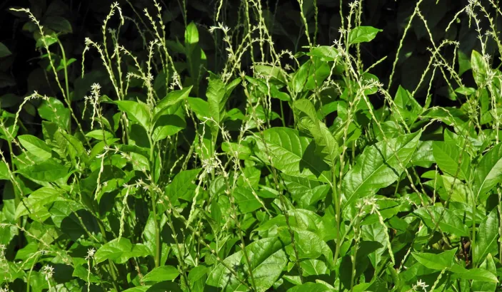 Arada (Petiveria alliacea)