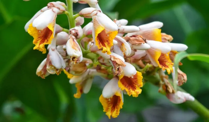 Shell ginger (Alpinia zerumbet)
