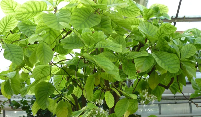 Cinchona leaves (Cinchona officinalis)