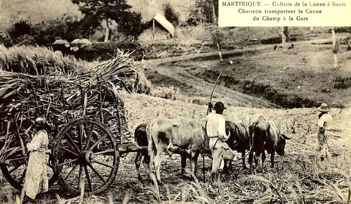 Bull-drawn cart