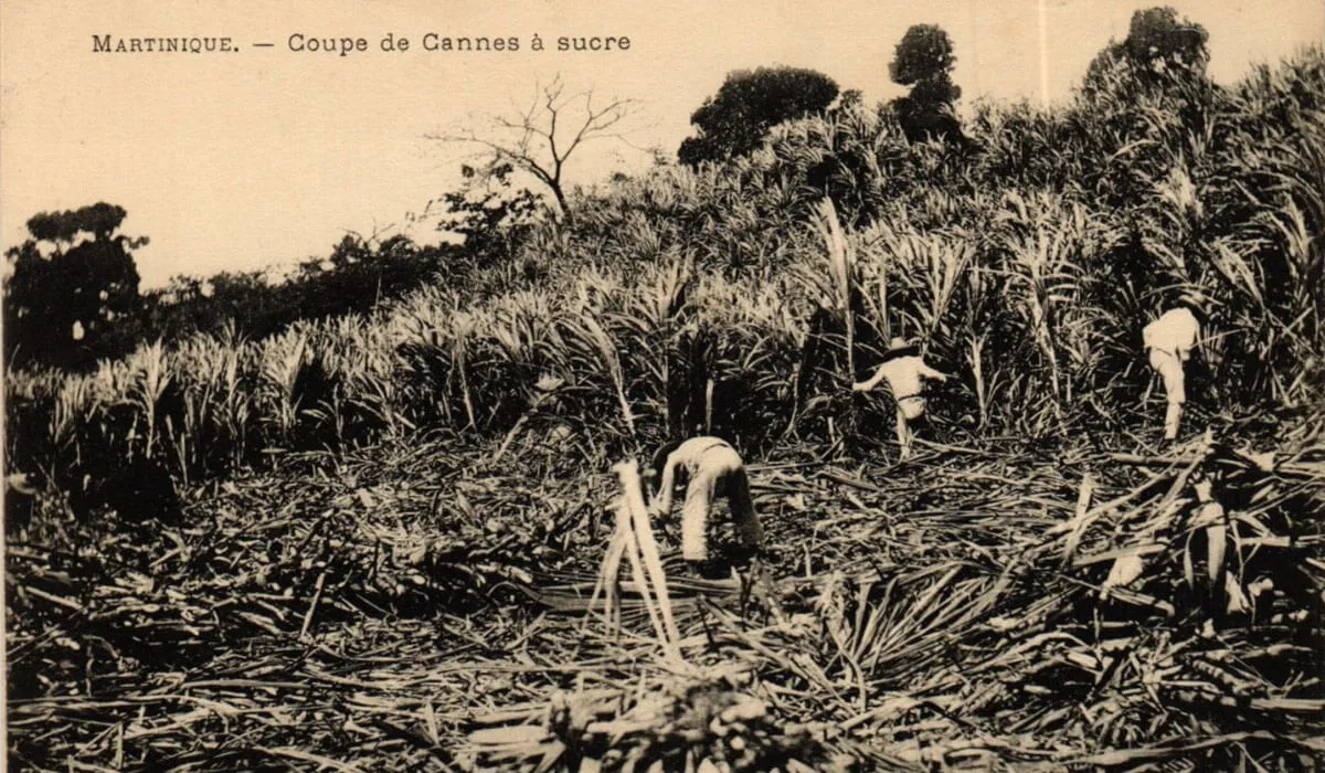 Coupeurs de canne à sucre dans un champ