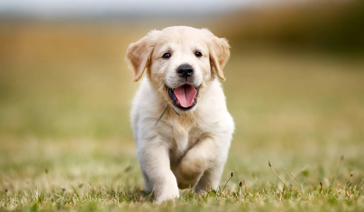 Chien courant sur de l'herbe