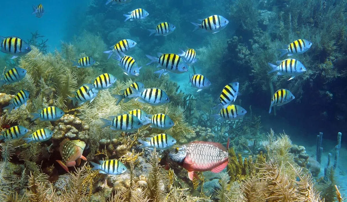 Fonds marins de Martinique