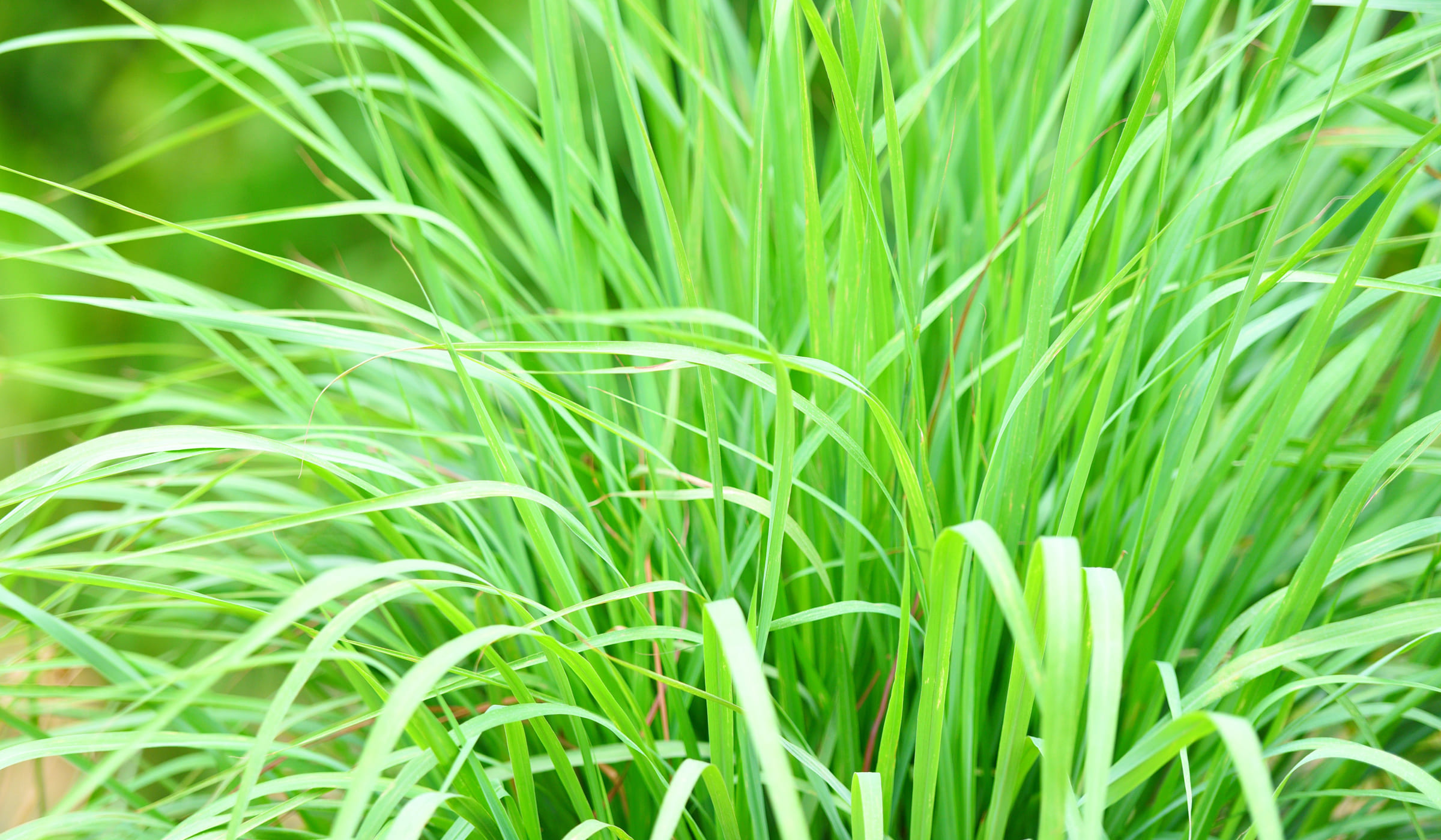 Lemongrass