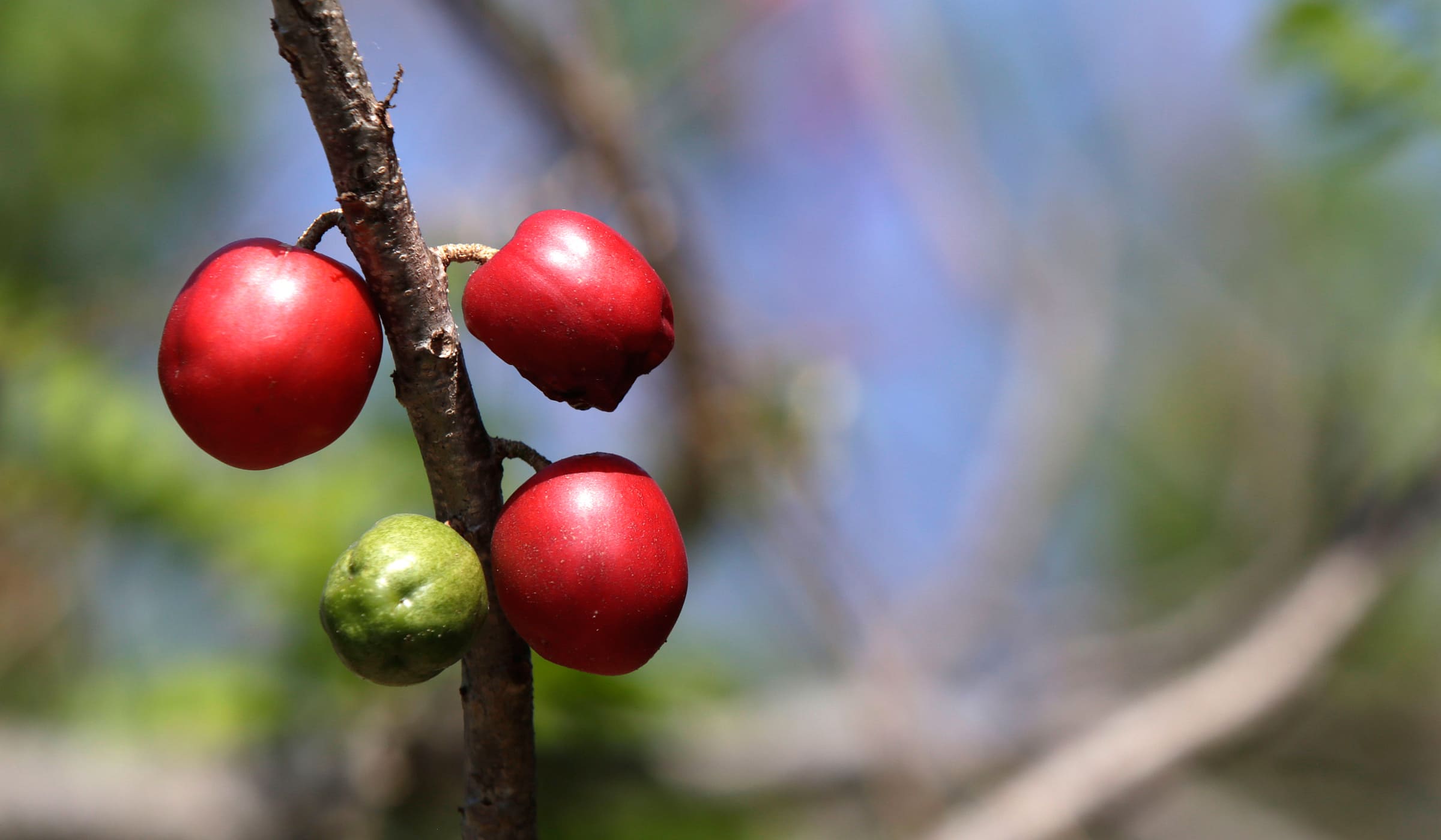 Red mombins in a tree