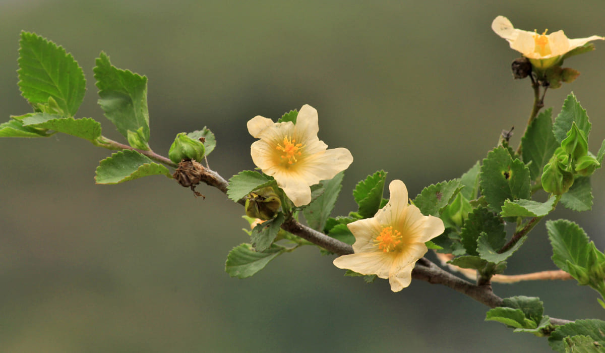 Flowers of common wireweed (Sida acuta Burm)