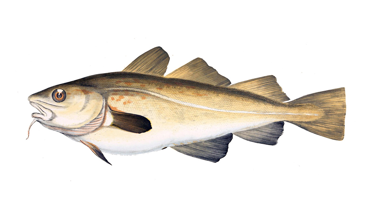 Morue poisson