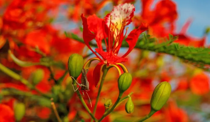 Flamboyant
