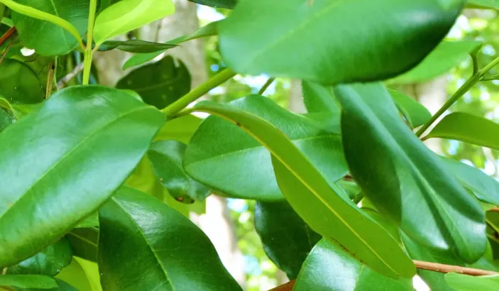 Allspice leaves