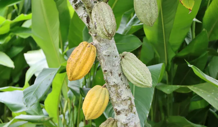 Plants de cacaos au Jardin de la Montagne