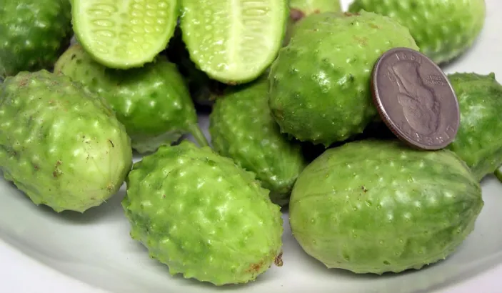 West Indian gherkin compared to a quarter dollar coin