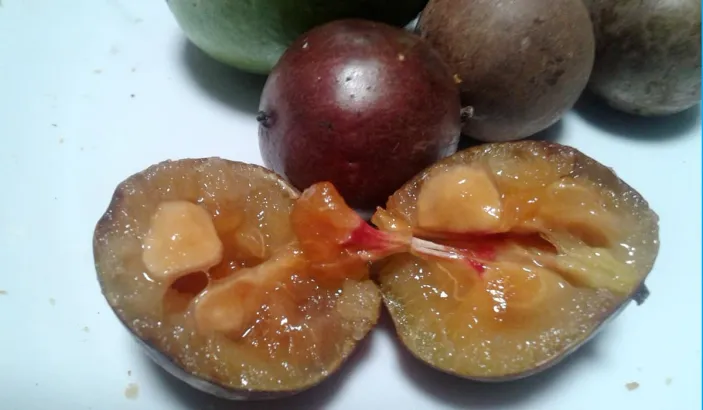 Coffee plum cut in half