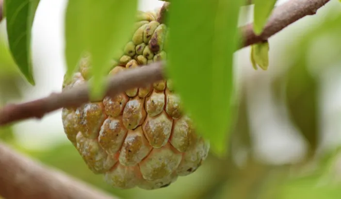 Pomme cannelle dans l'arbre
