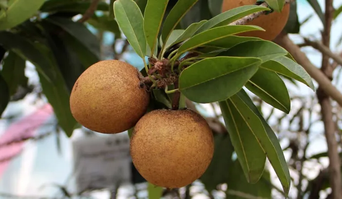 Branch of sapodilla with leaves