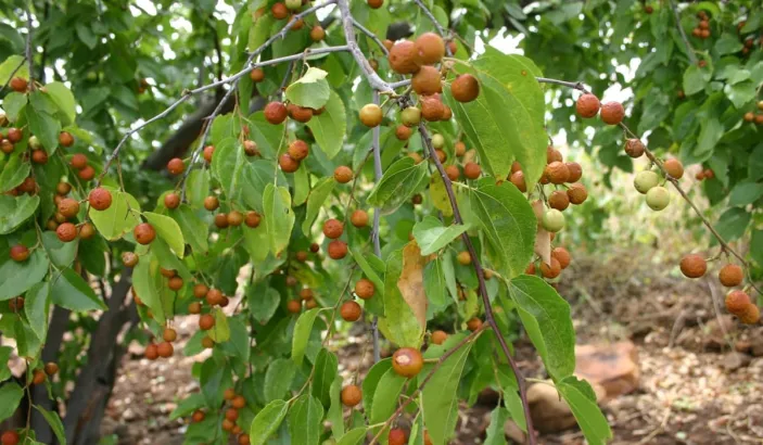 Vavangue tree