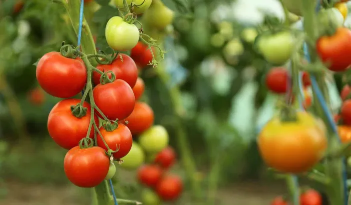 Tomato tree