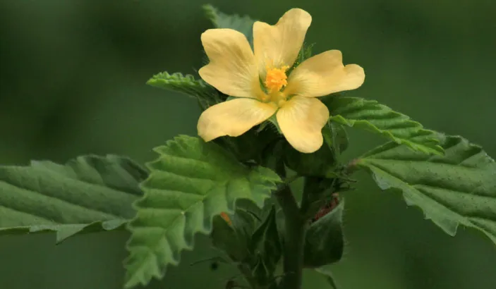 Flower of common wireweed (Sida acuta Burm)