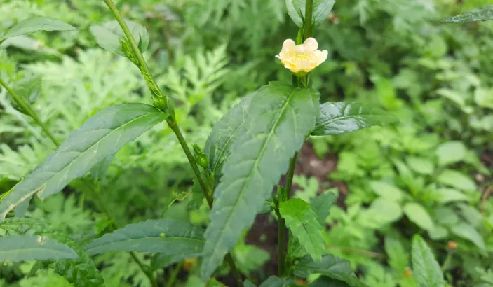 Common wireweed (Sida acuta Burm)