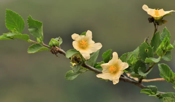 Flowers of common wireweed (Sida acuta Burm)