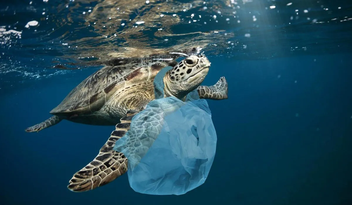Turtle with a plastic bag around its neck